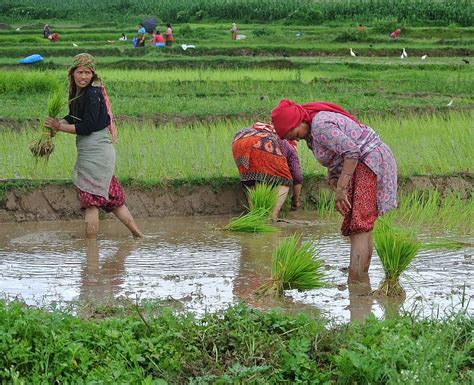 Hd Wallpaper Nepal Nepalese Women Woman Rice Paddy Planting