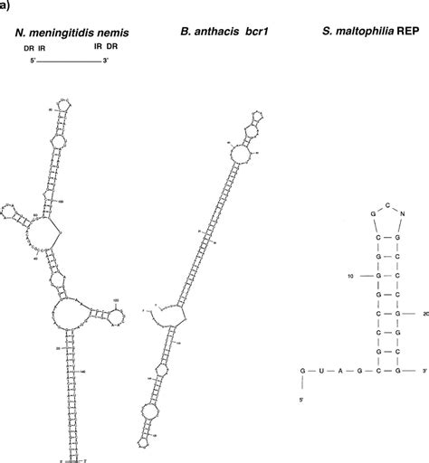 A Predicted Secondary Structures Of Repeat Sequences At The Rna