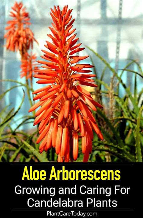 Aloe Arborescens Care Growing The Candelabra Aloe Plant Arborescens