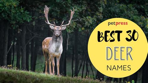 Top Deer Names The Most Creative Deer Names Petpress Youtube