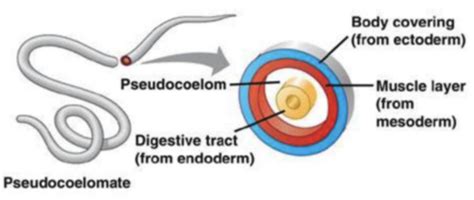 66 Phylum Nematoda Ascaris Lumbricoides Flashcards Quizlet