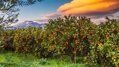 Orange Groves Area Of Ponte Barca Near Paterno Paterno Catania