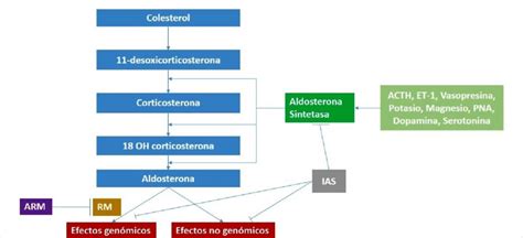 Figura Síntesis Y Efectos De La Aldosterona Acth Hormona