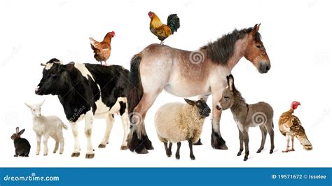 Variety of farm animals stock photo. Image of animal - 19571672