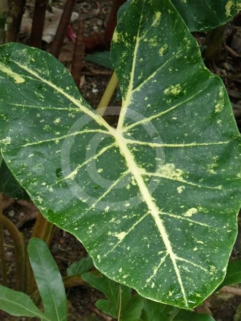 Alocasia Macrorrhiza New Guinea Gold Yellow Elephant S Ear Giant