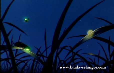 Kuala Selangor - Kampung Kuantan Firefly Park (Firefly Part Kuala ...