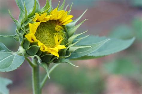 Free Images Nature Leaf Flower Petal Produce Botany Yellow