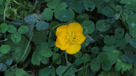 Wednesday Weed – Creeping Buttercup | Bug Woman – Adventures in London