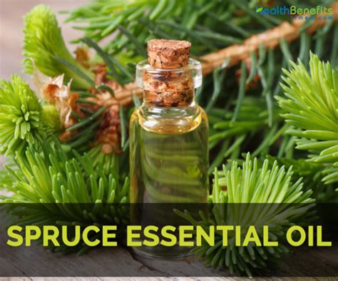 Spruce Essential Oil Facts And Health Benefits