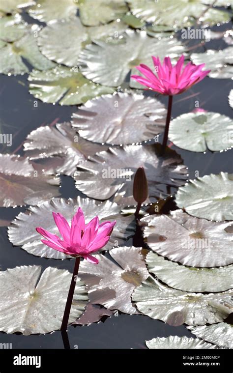 Two Pink Lotus Flower With Bud In Pond Nelumbo Nucifera Sacred Lotus