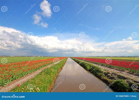 Typical Dutch Landscape In The Netherlands Stock Image Image Of