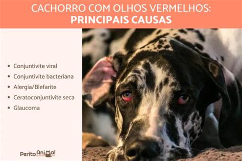 Cachorro Olho Vermelho 5 Causas E Como Tratar