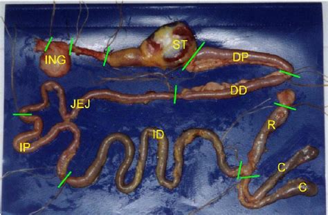 Figure From The Determination Of The Mean Retention Time Mrt Of The