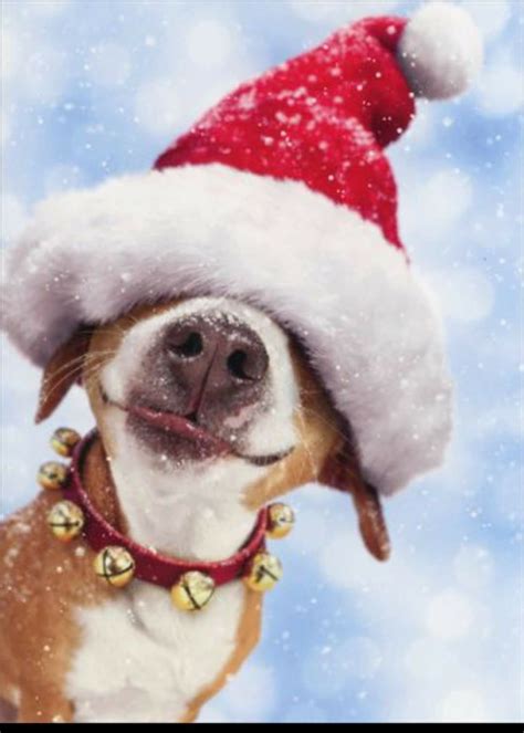 Merry Christmas Christmas Dog Cute Animals Cute Dogs