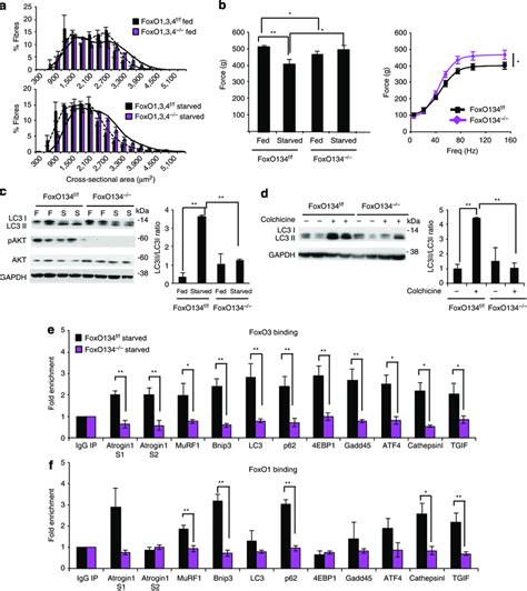 Acute Inhibition Of Foxos Phenocopies The Conditional Foxo134