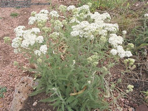 Plantfiles Pictures Achillea Species Western Yarrow Achillea