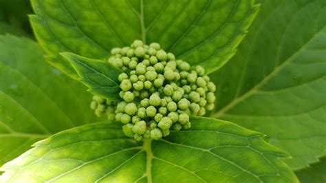 Hortensie Hortensien Hydrangeaceae Gartenzeitung