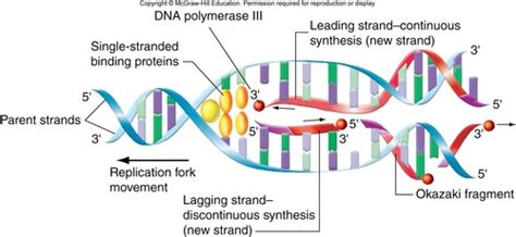 BIOL 305 Genetics Exam 2 Flashcards Quizlet