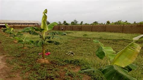 Picturefree Range Snail Farming Style In Lagos Nigeria Agriculture