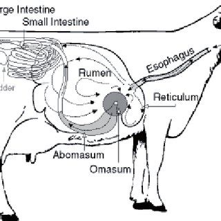 The digestive system of cattle. | Download Scientific Diagram