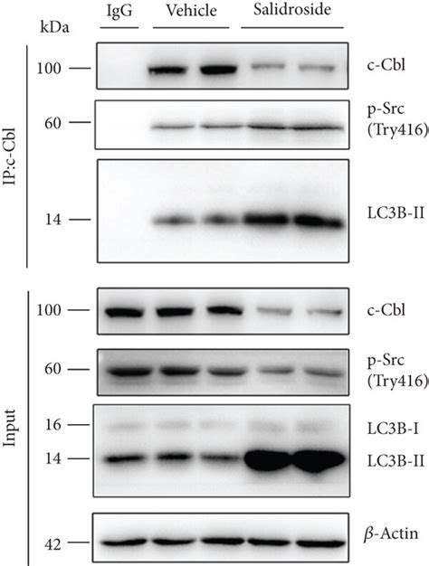 Salidroside Increases The Interaction Between P Src C Cbl And Lc B