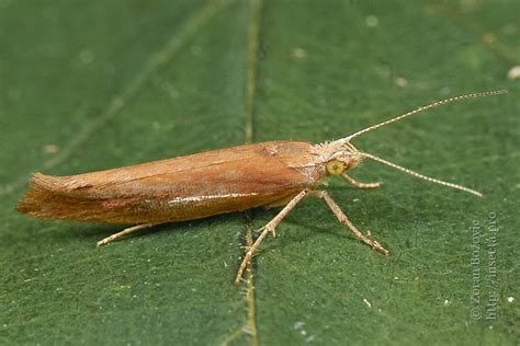 Photo Ypsolopha Parenthesella