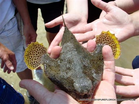 Polka Dot Batfish