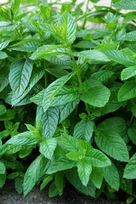 Esta Es La Mejor Manera De Cultivar Menta En Una Maceta Consejosdelacasa