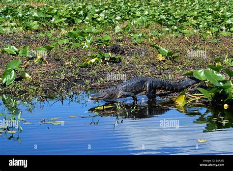 alligator in swamp Stock Photo - Alamy