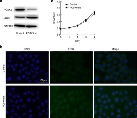 Pcsk Inhibition Increased Lps Uptake By L A Western Blot For Pcsk