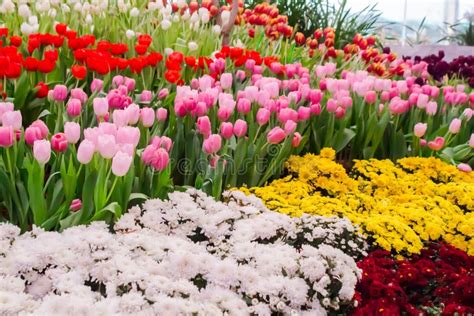 Tulipas Coloridas E Flores Que Florescem No Jardim Acolhedor Foto De