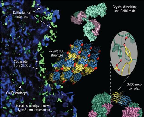 Protein Crystallization Promotes Type 2 Immunity And Is Reversible By