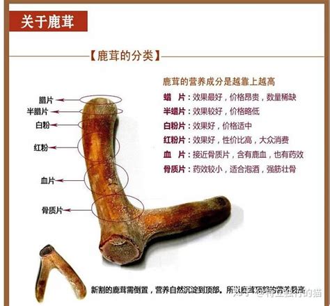 鹿茸的9大功效及5种食用方法 知乎