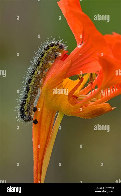 Gro Er Kohlwei Ling Pieris Brassicae Raupe Auf Kapuzinerkresse Blume