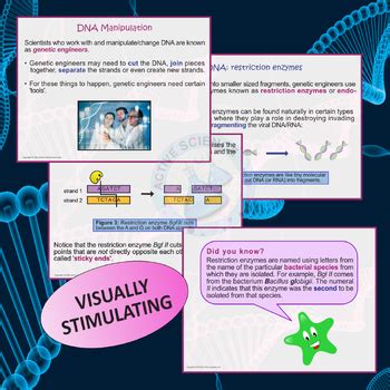 Genetic Engineering Techniques (PowerPoint presentation) | TPT