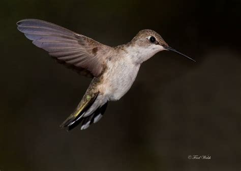 fred walsh photos: Ruby Throated Hummingbird, female