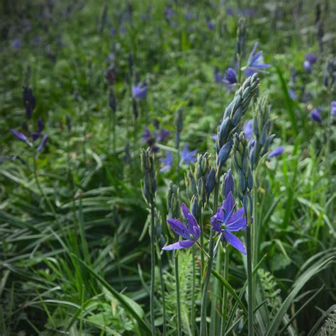 Meadow Restoration by DocksonWedge on DeviantArt