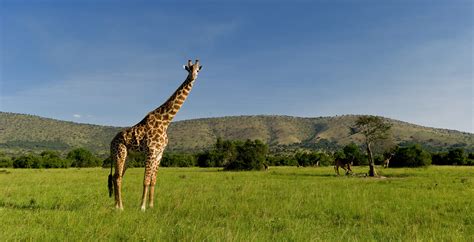 Places Where You Can Find Giraffes In Africa See Africa Today