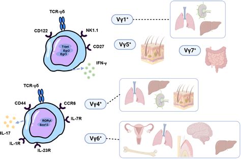 Frontiers T Cells In Oral Tissue Immune Surveillance And Pathology