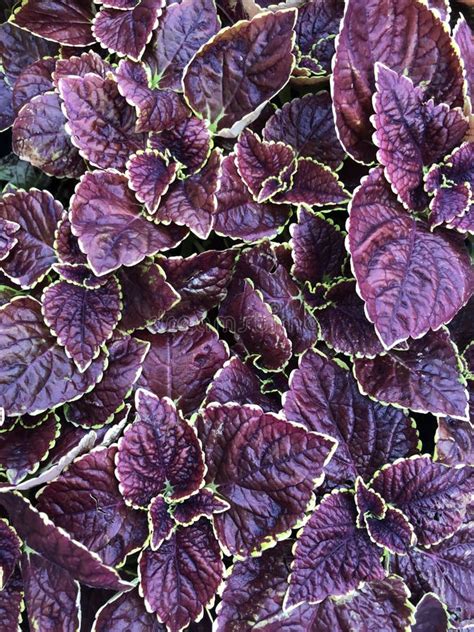 Burgundy Coleus Edged With Light Green Stock Photo Image Of Colorful