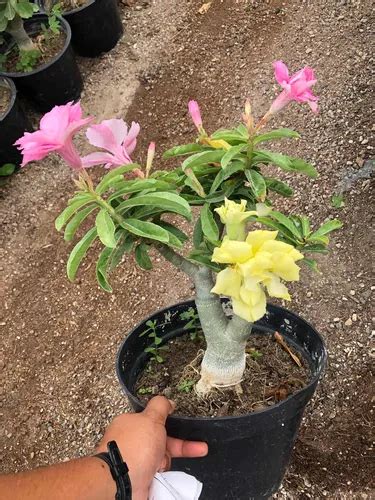 Flor Del Desierto Dos Tonos planta Con Flor Y o Botón 35cm Envío gratis