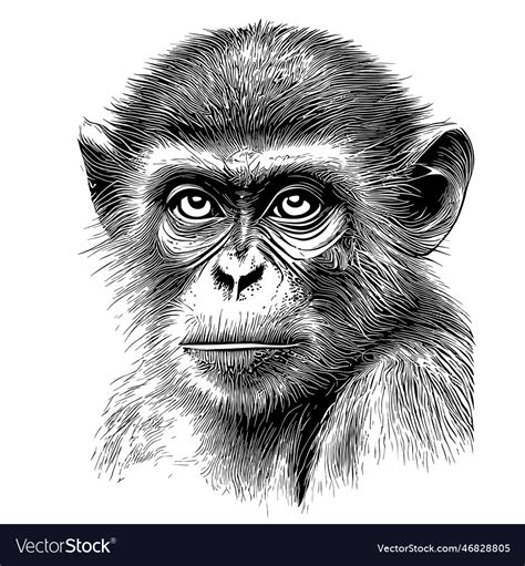 Monkey face hand drawn sketch Royalty Free Vector Image