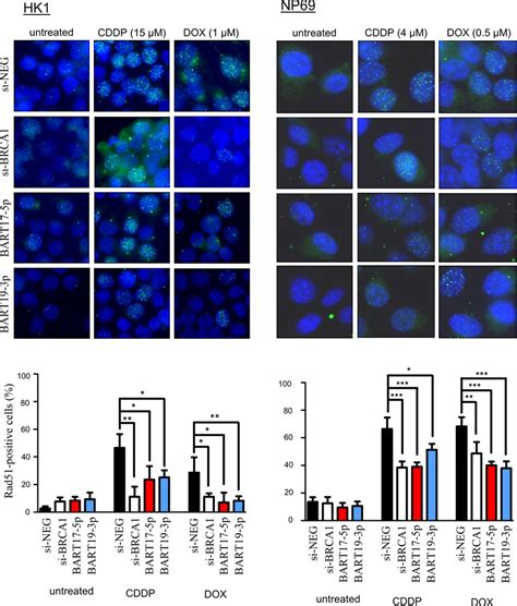 The EBVmiRNAs Impair Cisplatin And Doxorubicininduced DNA Damage