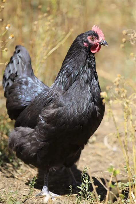 Australorp Chicken Breed Characteristics Polystead