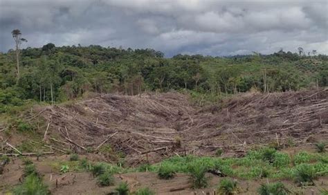 Kementerian Lhk Setujui Perubahan Fungsi Hutan Di Bengkulu