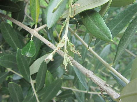 Margaronia O Tignola Verde DellOlivo Palpita Unionalis Cittadino