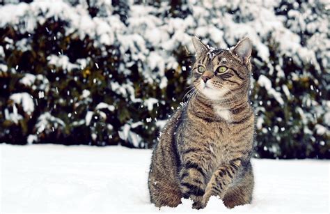 Wallpaper Snow Winter Wildlife Whiskers Lynx Wild Cat View