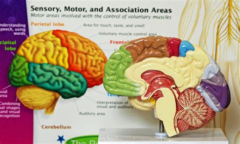 Section 2a3 Animal Brains Vividscience