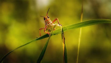 Green Grasshopper on Green Leaf Plant · Free Stock Photo