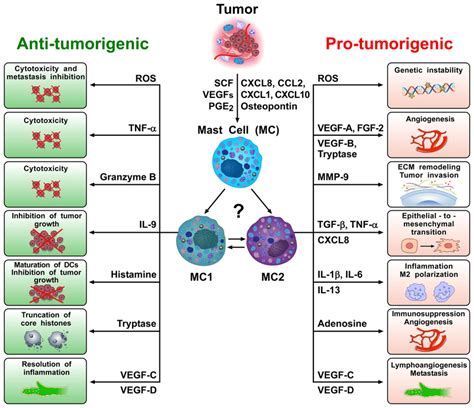 Mast Cells Can Be Recruited Into Tumor Microenvironments Tmes By